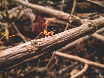 Close-up of insect on wood