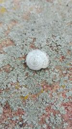 High angle view of lizard on sand