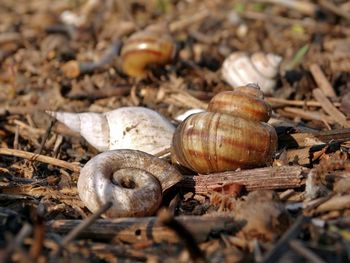 Close-up of snail on ground