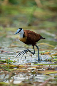 African jacana crosses floating waterlilies lifting foot