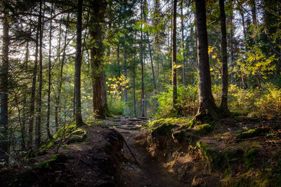 Trail amidst trees in forest