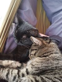 Cats sleeping together