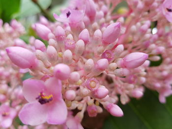 Close-up of pink flowering plant