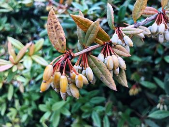 Close-up of red leaves on plant