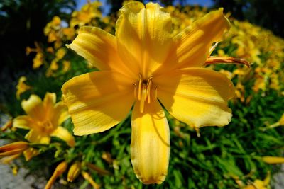 Close-up of yellow flowering plant