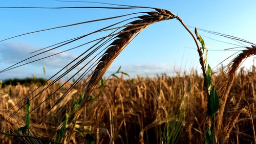 Close-up of wheat growing on field against sky