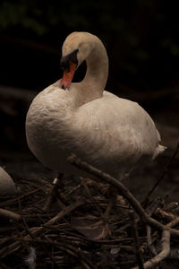 Close-up of swan