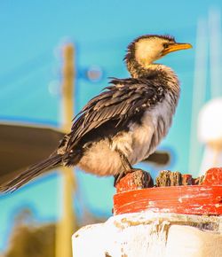 Close-up of bird perching on wood