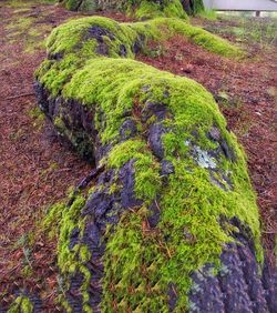 Plants growing on field