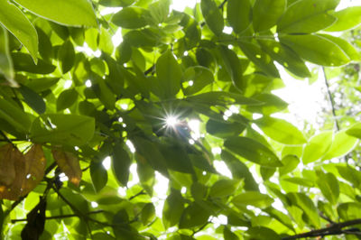 Low angle view of sun shining through trees