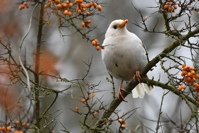 Low angle view of birds perching on tree