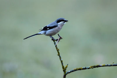 Close-up of bird perching on branch