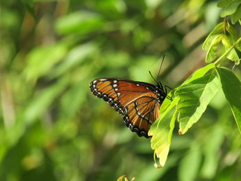 Close-up of butterfly on leaf