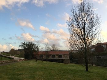 Bare trees on grassy field against cloudy sky