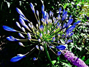 Close-up of purple flowers