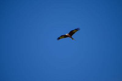 Low angle view of eagle flying against clear blue sky