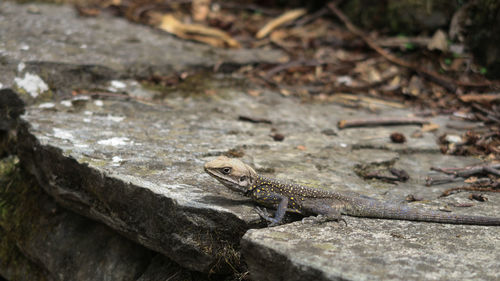 Close-up of lizard on rock