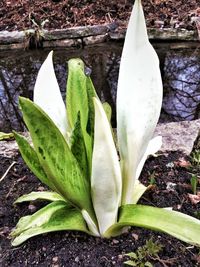 Close-up of white flowers