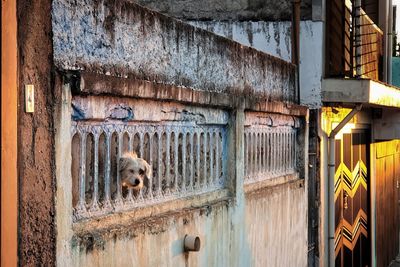 Exterior of old building dog head through the bars of wall