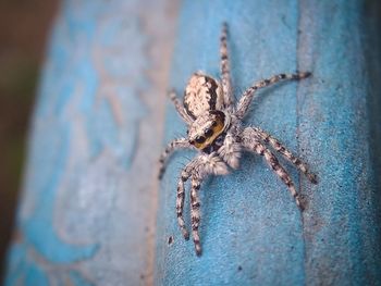 Close-up of spider