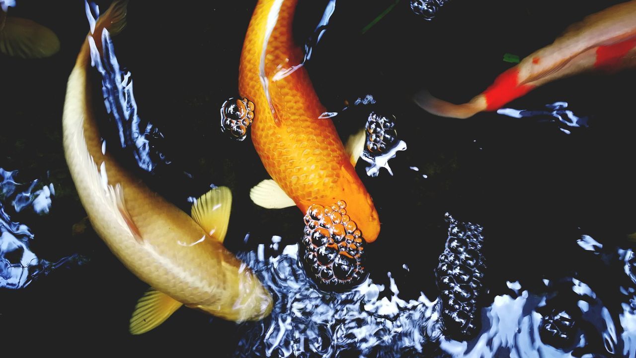 CLOSE-UP OF FISH UNDERWATER