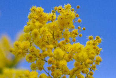Mimosa tree or acacia pycnantha, golden wattle in italy, yellow flowering 