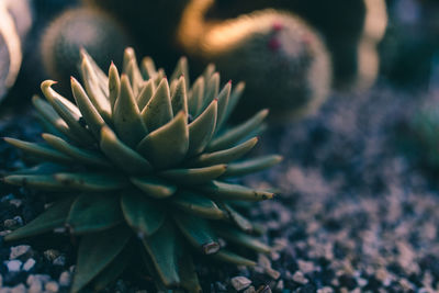 Close-up of succulent plant