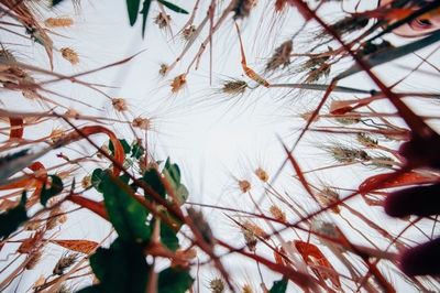 Close-up of leaves on twig