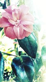 Close-up of flower blooming outdoors