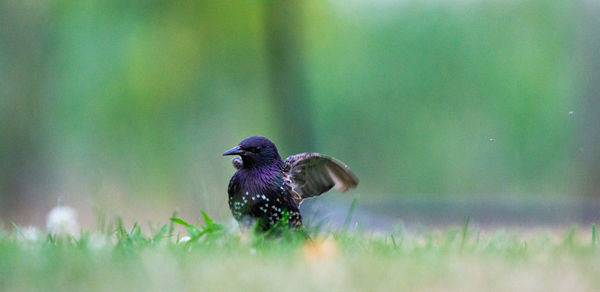View of birds perching on grass