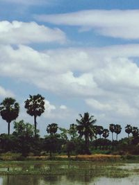 Palm trees against sky