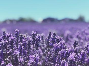 Close-up of purple flowering plants on field against sky