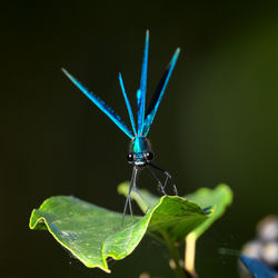 Close-up of butterfly