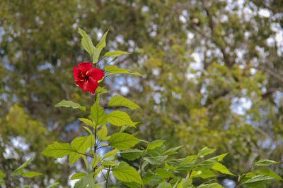 Close-up of red flowering plant