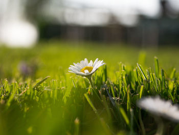 Close-up of white flowering plant on field