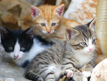 Portrait of cat with kitten