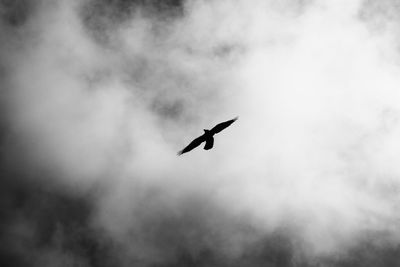 Low angle view of bird flying in sky