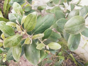 High angle view of green leaves