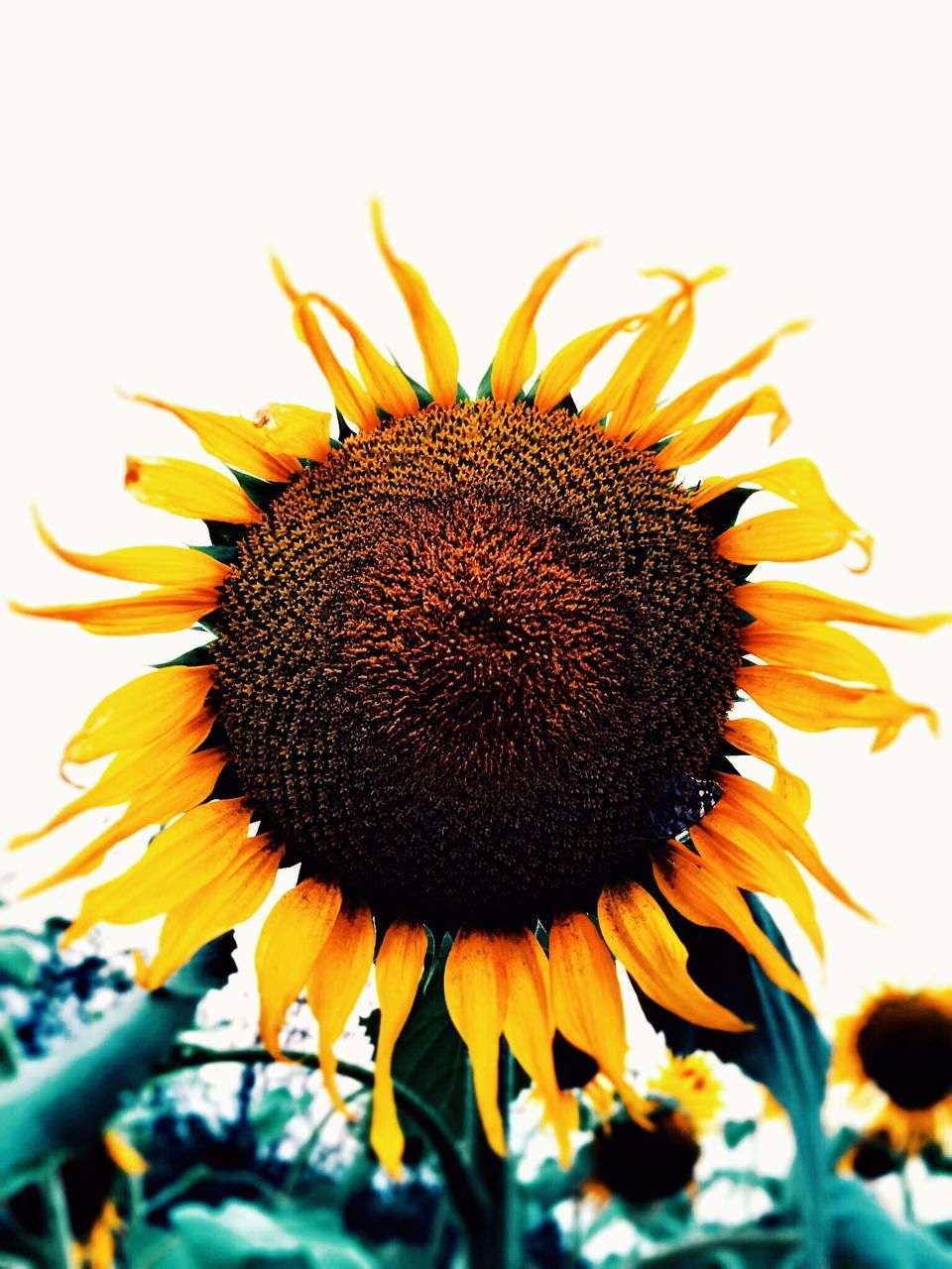 flower, sunflower, flower head, petal, freshness, fragility, pollen, growth, close-up, yellow, beauty in nature, blooming, focus on foreground, nature, single flower, plant, clear sky, no people, outdoors, in bloom