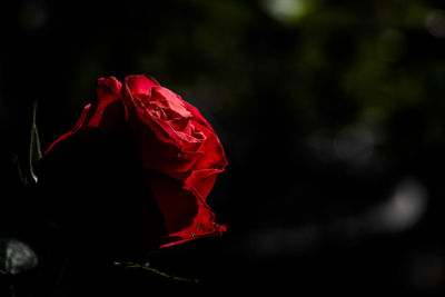 Close-up of red rose