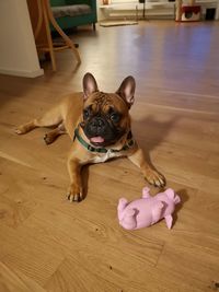 Portrait of a dog on floor at home