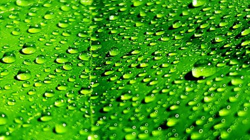 Full frame shot of raindrops on green leaf