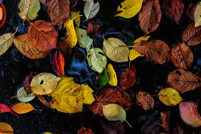 High angle view of autumn leaves in water