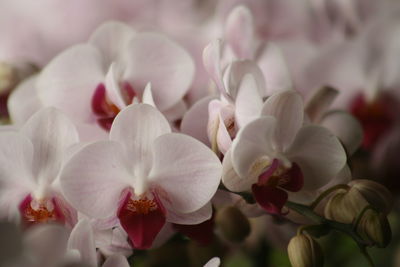 Close-up of white phalaenopsis