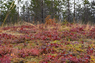 View of trees in forest