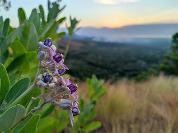 Close-up of purple flowering plant on field