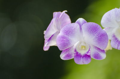 Close-up of purple flowering plant