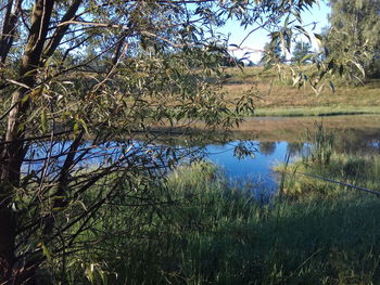 Scenic view of lake in forest