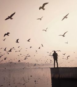 Low angle view of silhouette birds flying against sky