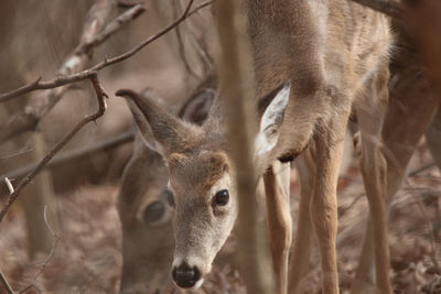 Close-up of deer